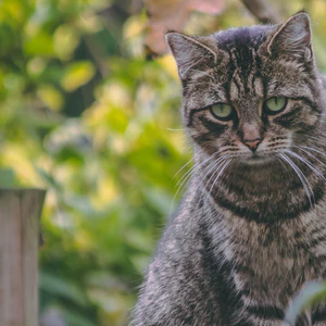 Katten verjagen