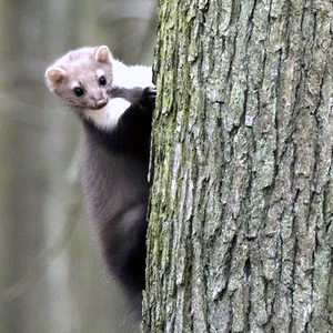 Last van steenmarter